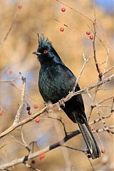 Phainopepla